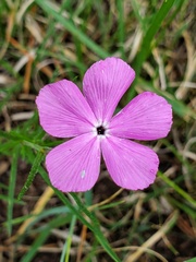 Phlox nana