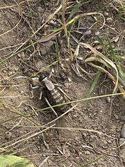Anabrus simplex