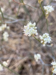 Eriogonum nudum