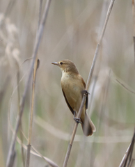 Acrocephalus australis