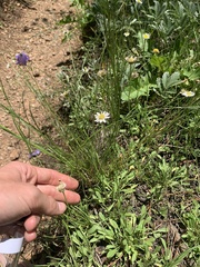 Erigeron flagellaris