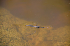 Ranatra quadridentata