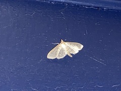 Herpetogramma aeglealis