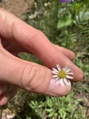 Erigeron flagellaris