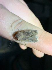 Xestia xanthographa