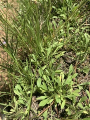Erigeron flagellaris