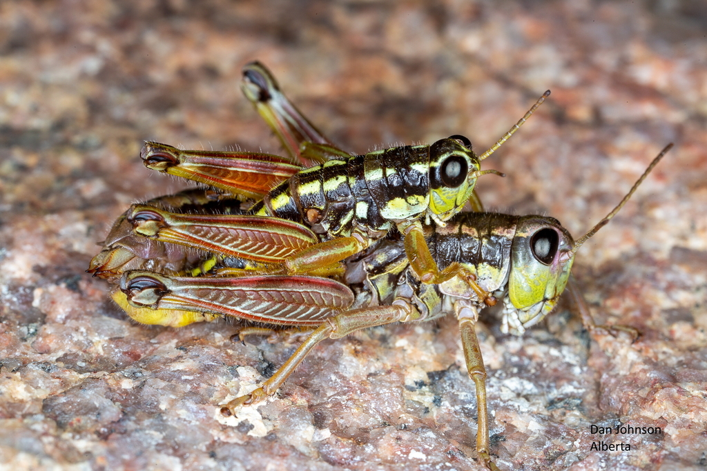 Buckell's Timberline Grasshopper