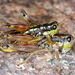 Buckell's Timberline Grasshopper - Photo (c) Dan L. Johnson, some rights reserved (CC BY-NC), uploaded by Dan L. Johnson