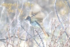 Myiarchus