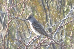 Myiarchus