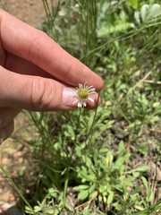 Erigeron flagellaris