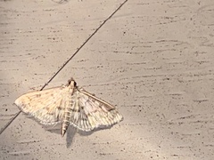 Herpetogramma pertextalis