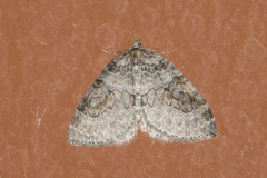 Plemyria georgii