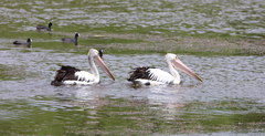 Pelecanus conspicillatus