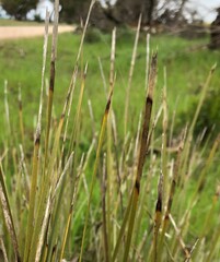 Lomandra effusa