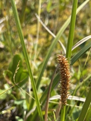 Carex utriculata