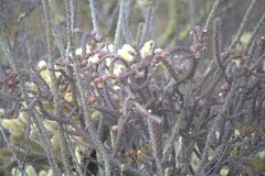 Cylindropuntia thurberi