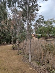Eucalyptus camaldulensis