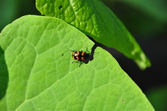 Gallerucida bifasciata