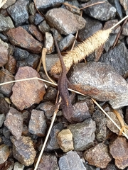 Ichthyosaura alpestris