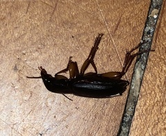 Harpalus pensylvanicus