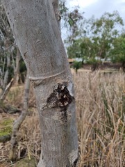 Eucalyptus camaldulensis