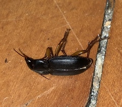 Harpalus pensylvanicus