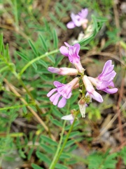 Astragalus flexuosus