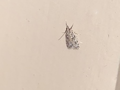 Eudonia heterosalis