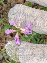 Astragalus flexuosus