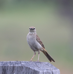 Cincloramphus mathewsi