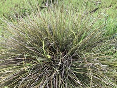 Lomandra effusa