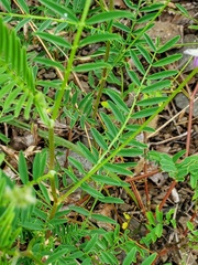 Astragalus flexuosus