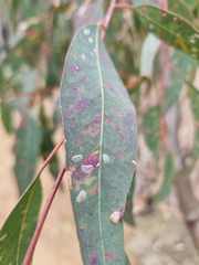 Eucalyptus camaldulensis