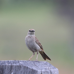 Cincloramphus mathewsi