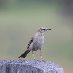 Cincloramphus mathewsi