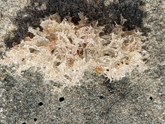 Amathia verticillata