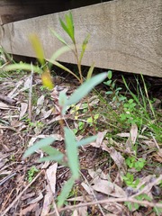 Eucalyptus camaldulensis