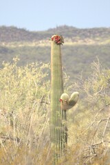 Carnegiea gigantea