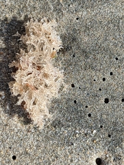 Amathia verticillata