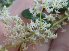 Trymalium odoratissimum