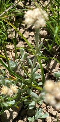 Antennaria media