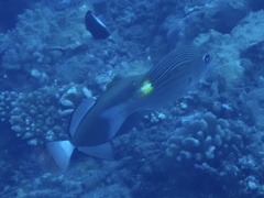 Monotaxis grandoculis