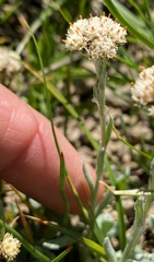 Antennaria media