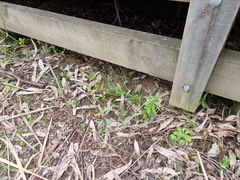 Eucalyptus camaldulensis