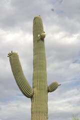 Carnegiea gigantea
