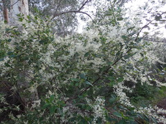 Trymalium odoratissimum