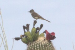 Myiarchus