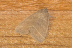 Ipimorpha pleonectusa