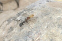 Endiodioctes
